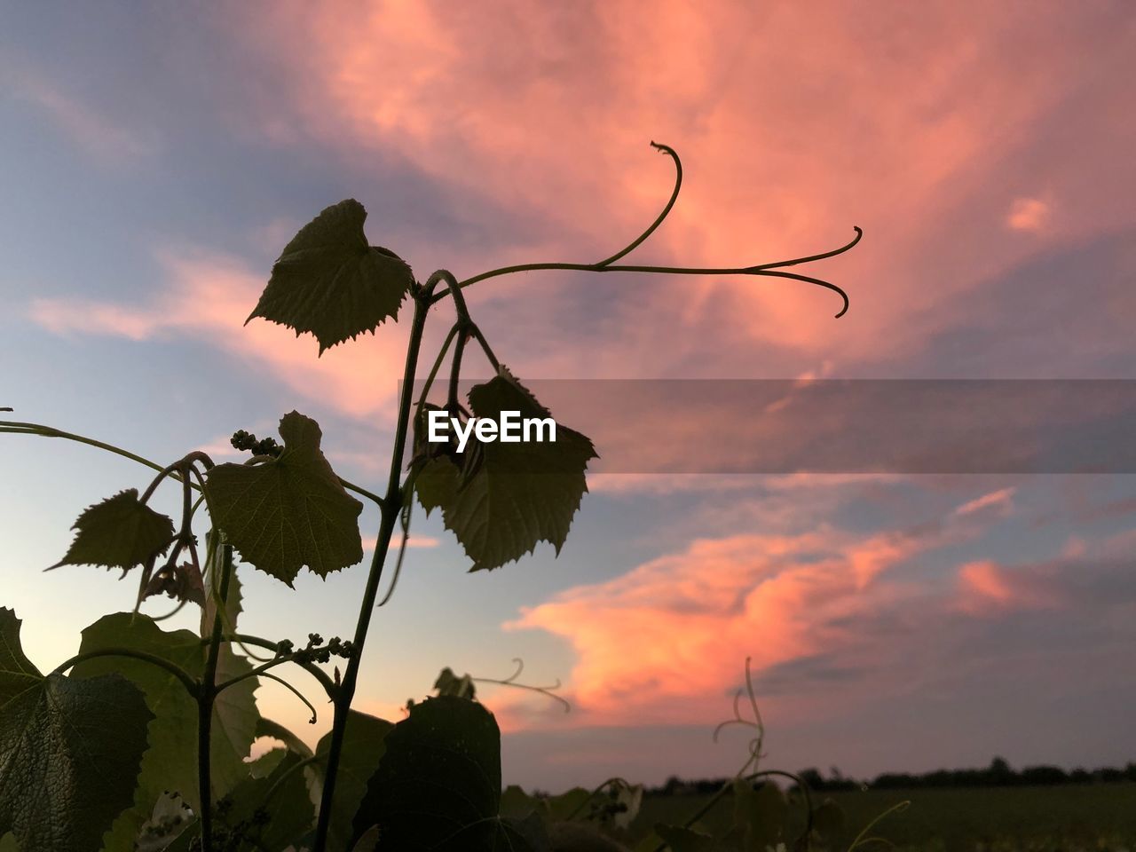 LOW ANGLE VIEW OF SILHOUETTE PLANT AGAINST SKY AT SUNSET