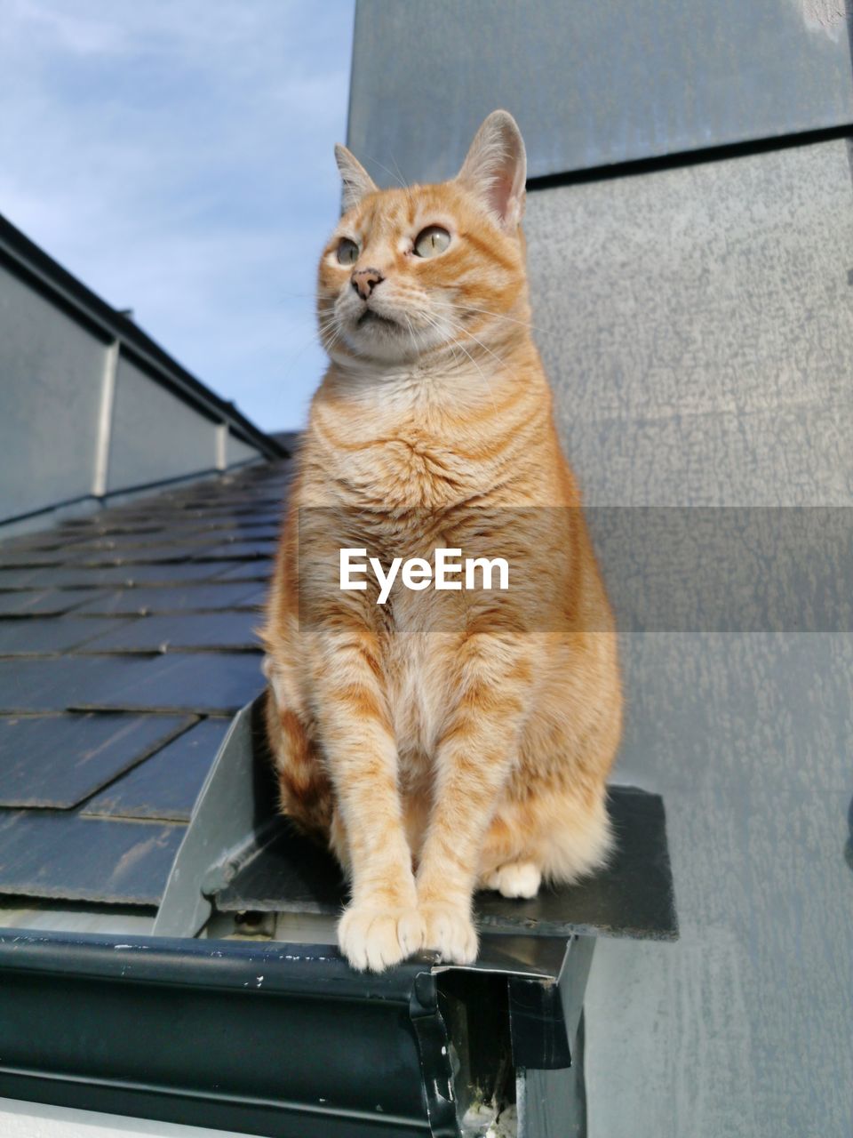 Close-up of a cat looking away