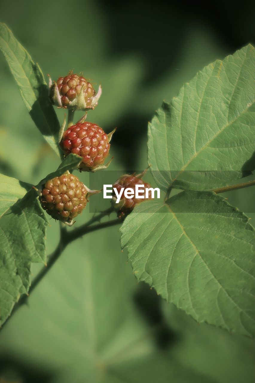 leaf, plant part, fruit, plant, food, food and drink, healthy eating, nature, tree, close-up, freshness, macro photography, green, no people, growth, flower, produce, berry, outdoors, day, beauty in nature, wellbeing, shrub, branch, selective focus, salmonberry, focus on foreground