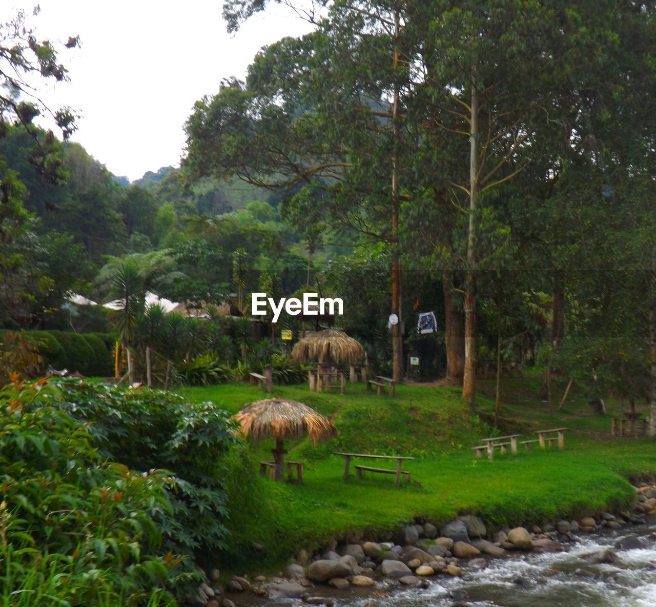 VIEW OF TREES ON LANDSCAPE