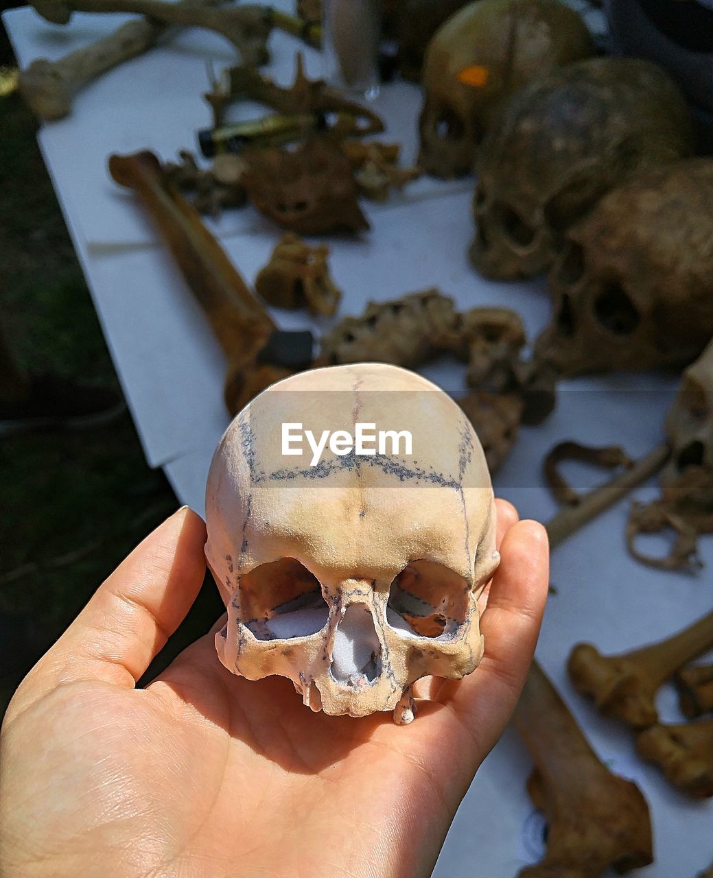 Cropped hand holding human skull over table