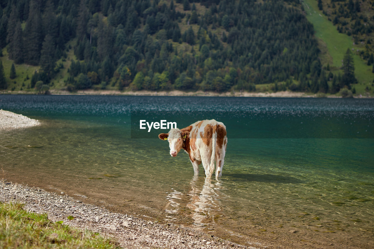 A  cow stands relaxed in the lake