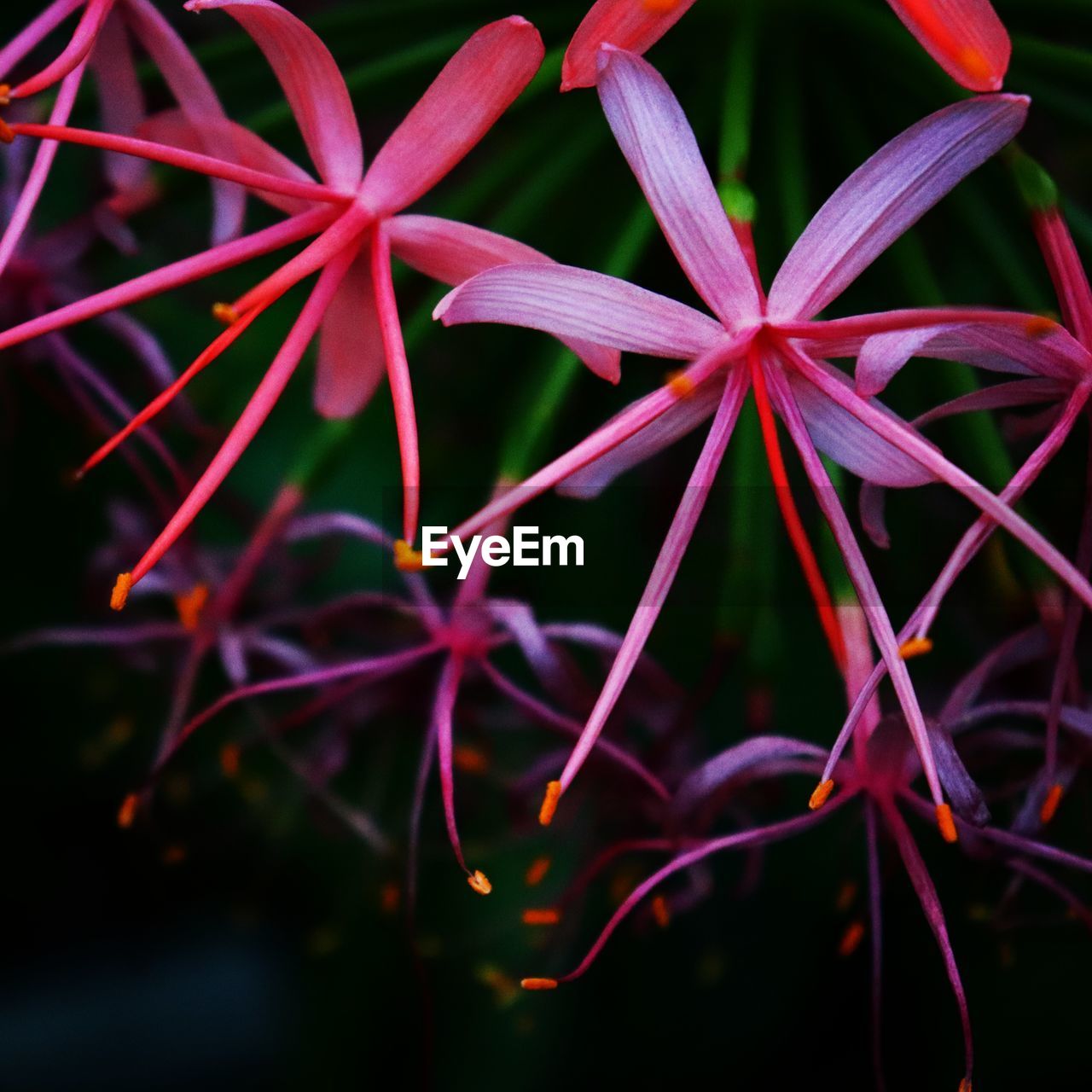 CLOSE UP OF RED FLOWERS