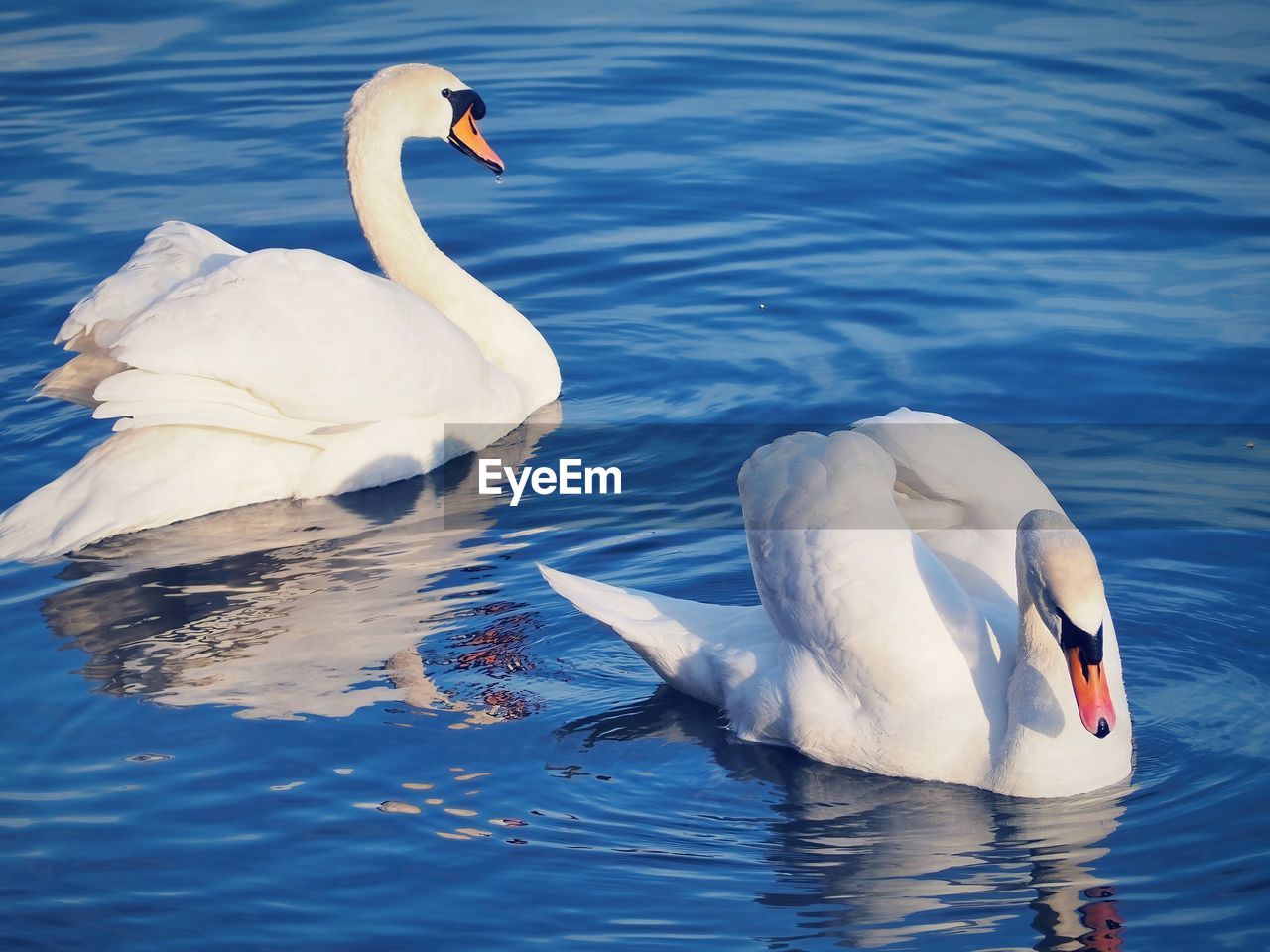 swan, wildlife, animal wildlife, bird, animal themes, water, animal, beak, lake, group of animals, ducks, geese and swans, swimming, mute swan, nature, water bird, no people, white, wing, day, two animals, beauty in nature, rippled, reflection, zoology, waterfront, togetherness, outdoors, floating on water