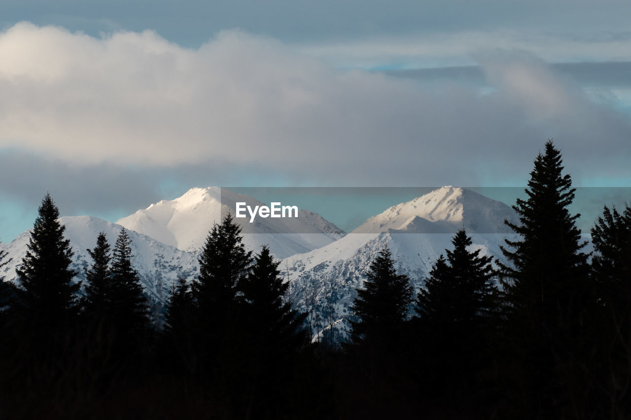 Pine trees on snowcapped mountains against sky