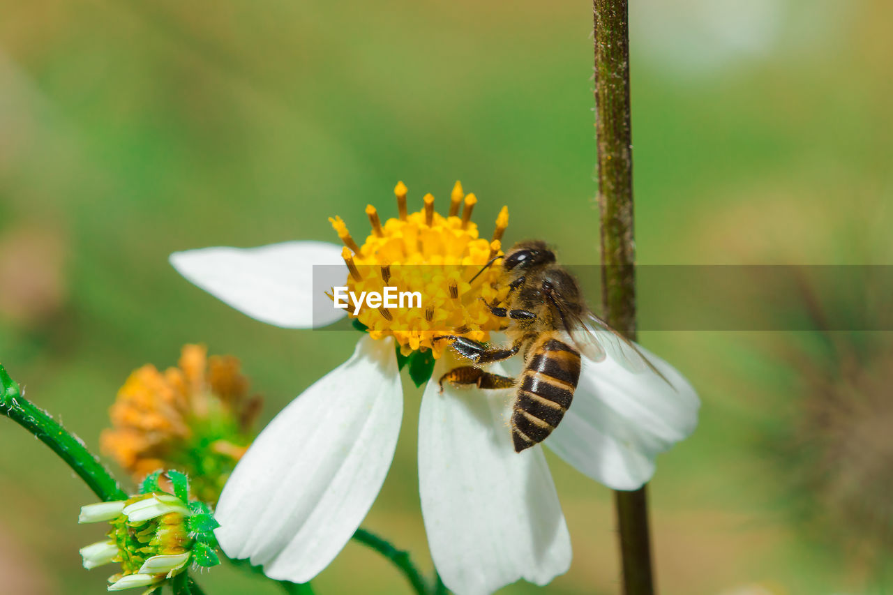 Close-up of bee pollinating on flower