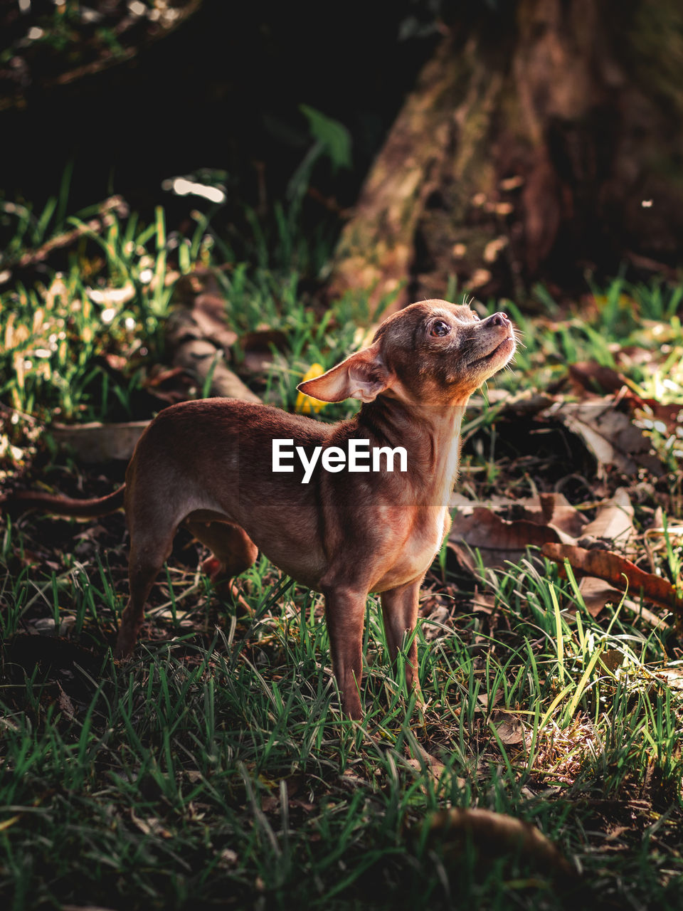 A cute dog enjoying the pleasures of mother nature