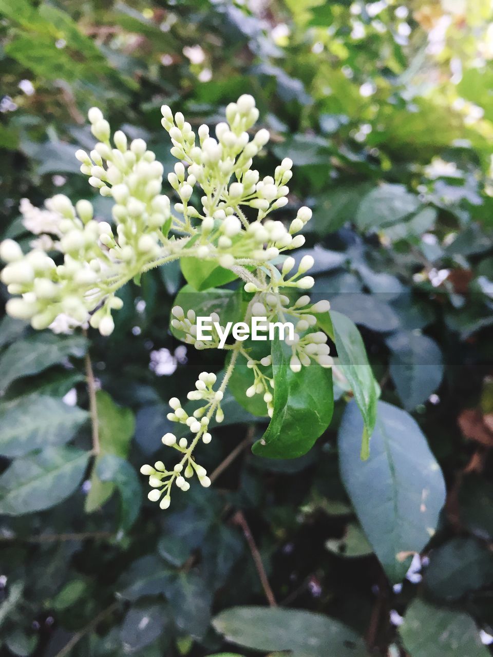 CLOSE-UP OF FLOWERS ON PLANT