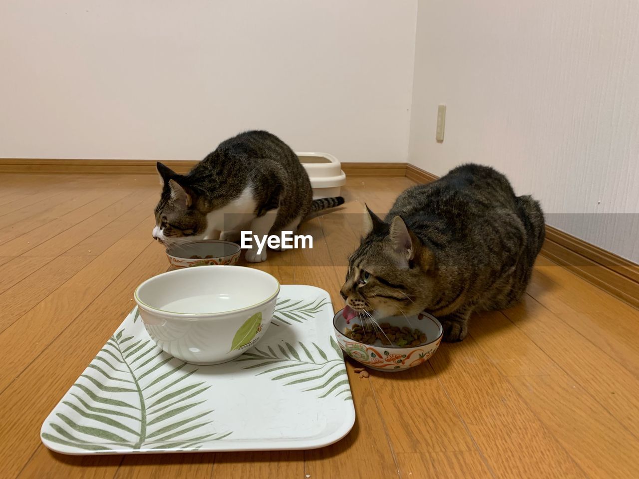 Cat drinking milk from bowl on floor