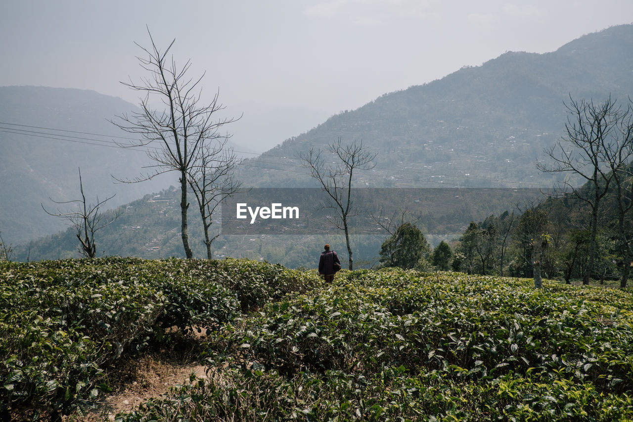 Rear view of man walking amidst plants on mountain