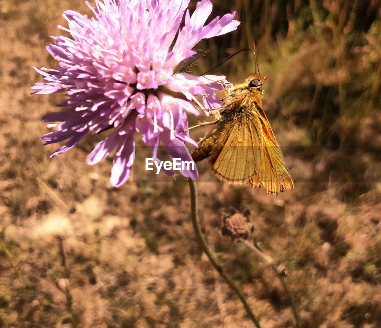 CLOSE-UP OF BUTTERFLY ON THISTLE FLOWER