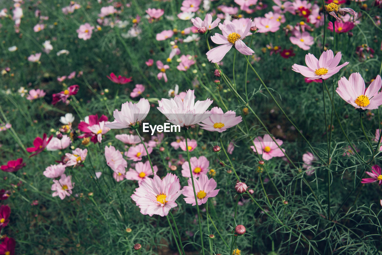 Close-up of white flowering plants on field