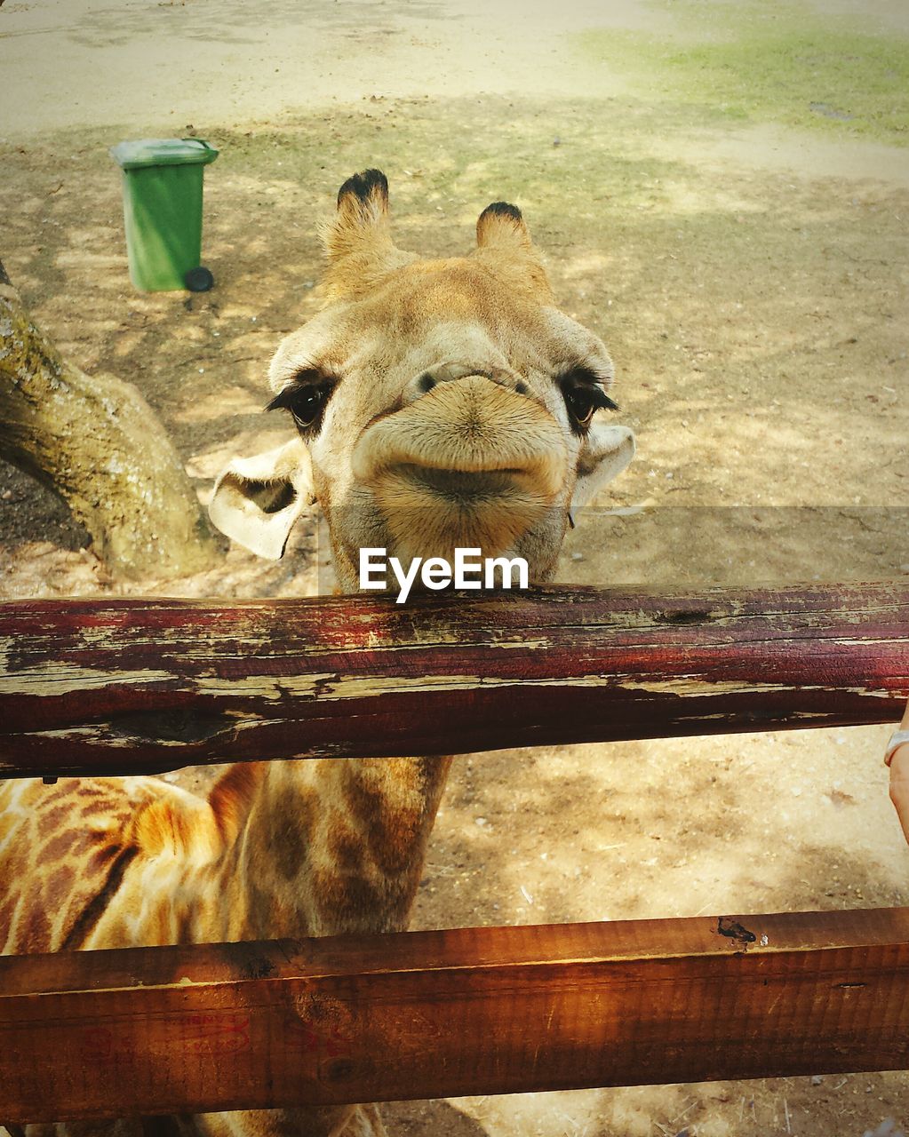 Giraffe by wooden fence at zoo