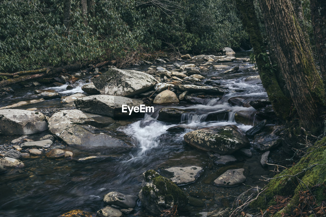 Stream flowing through rocks in forest