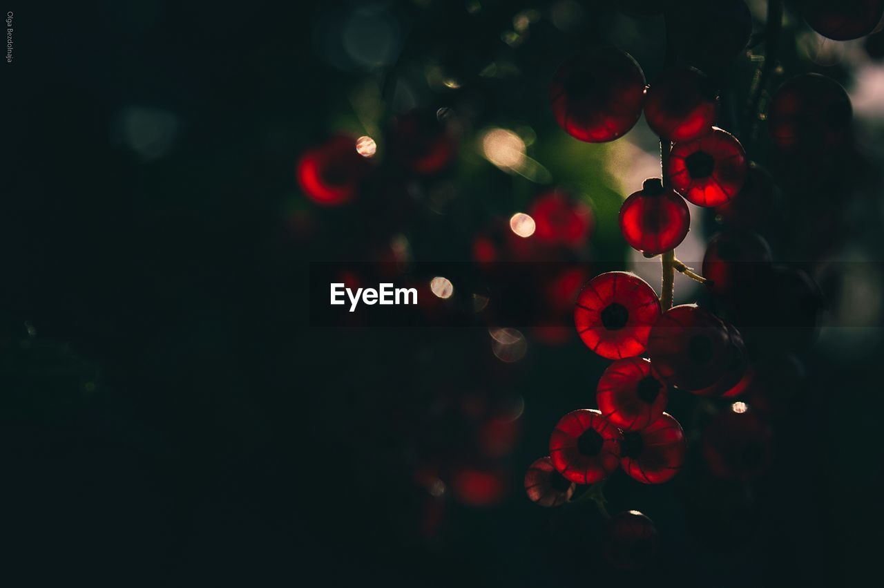 Close-up of red berries on tree