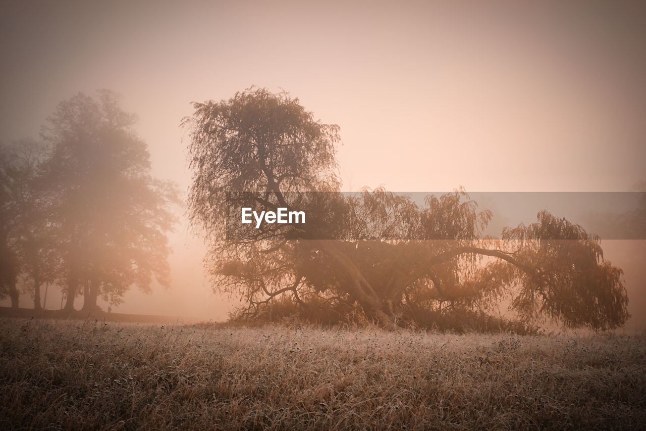 Trees on field against sky during foggy weather