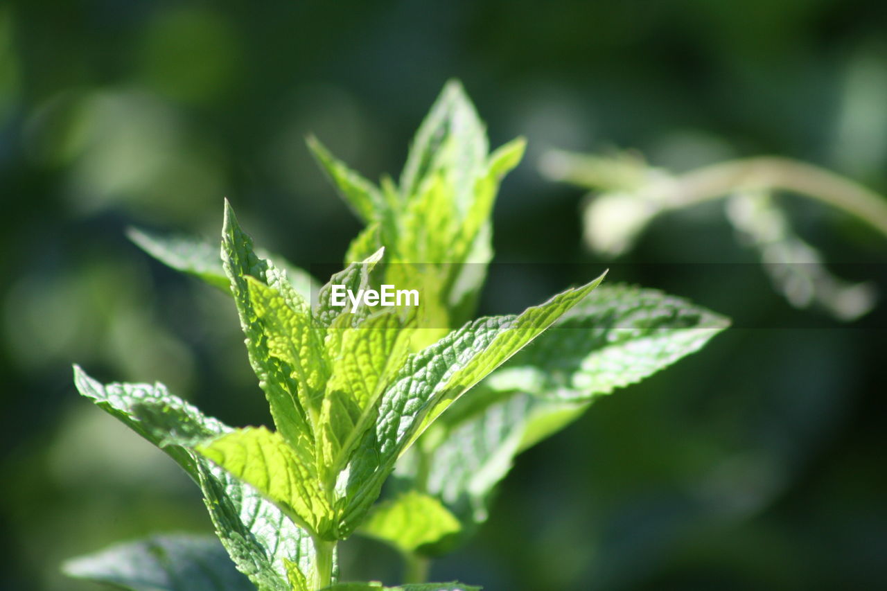 Close-up of peppermint plant on sunny day