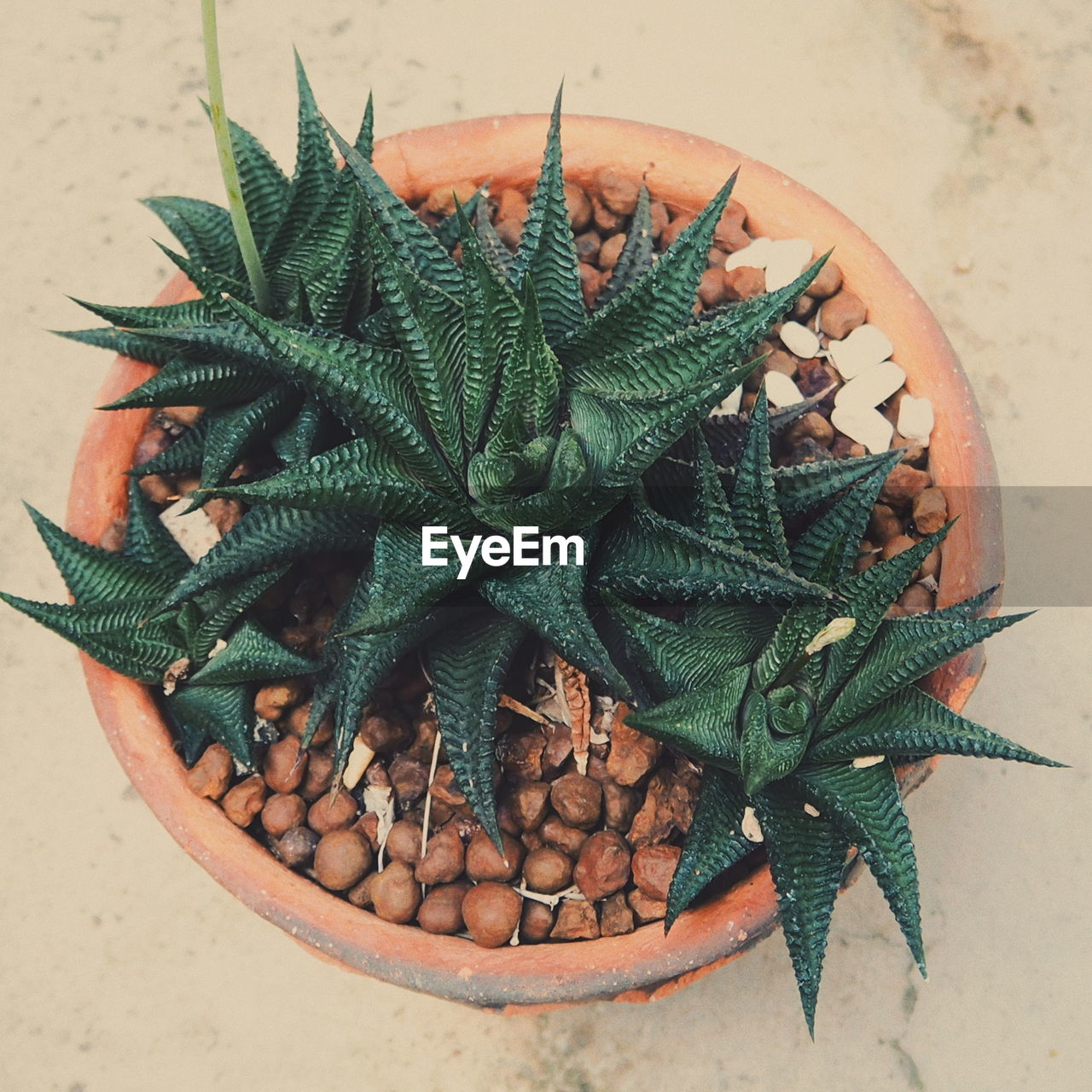 CLOSE-UP OF SUCCULENT PLANT IN TABLE