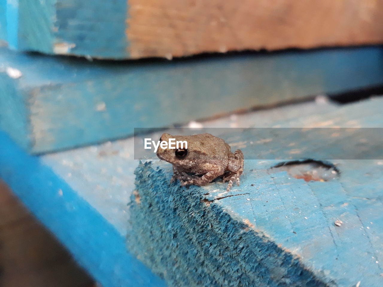 HIGH ANGLE VIEW OF LIZARD ON METAL