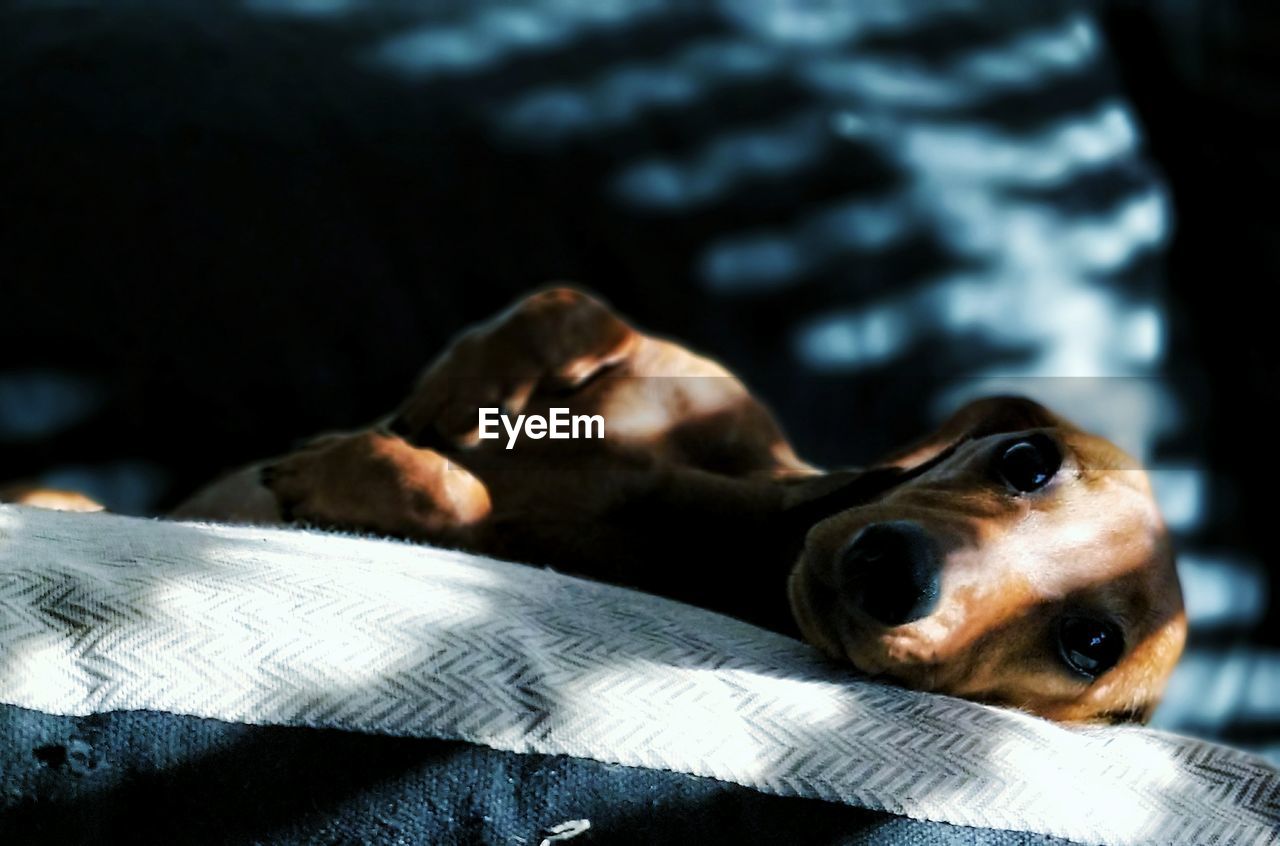 Close-up of dog lying in darkroom