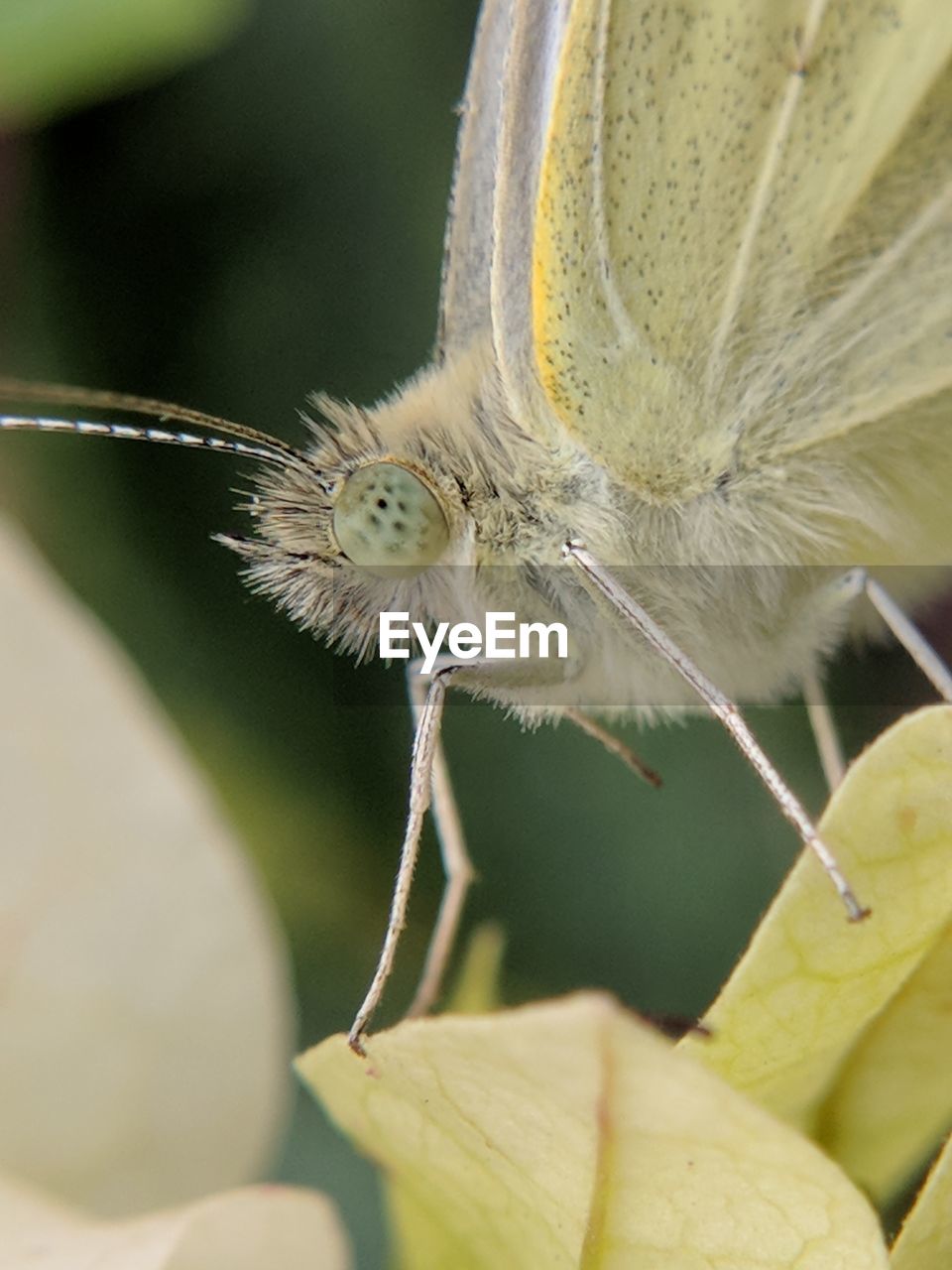 CLOSE-UP OF BUTTERFLY POLLINATING FLOWER