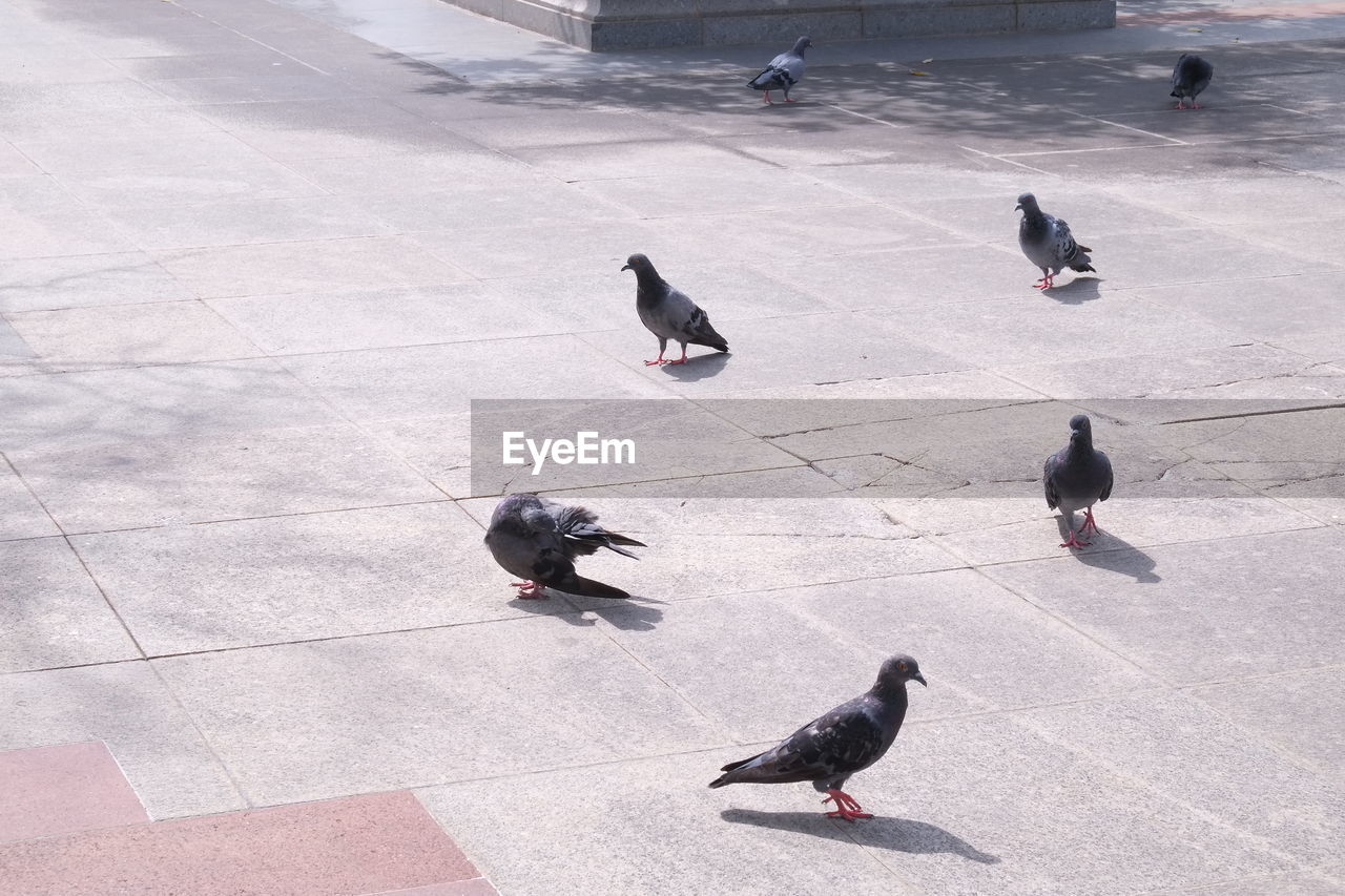 High angle view of birds perching on ground