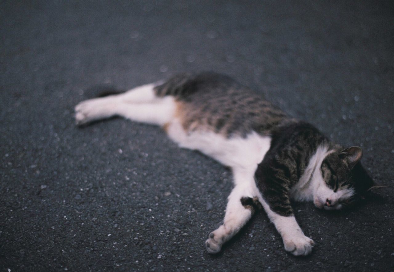 CATS SLEEPING ON STREET