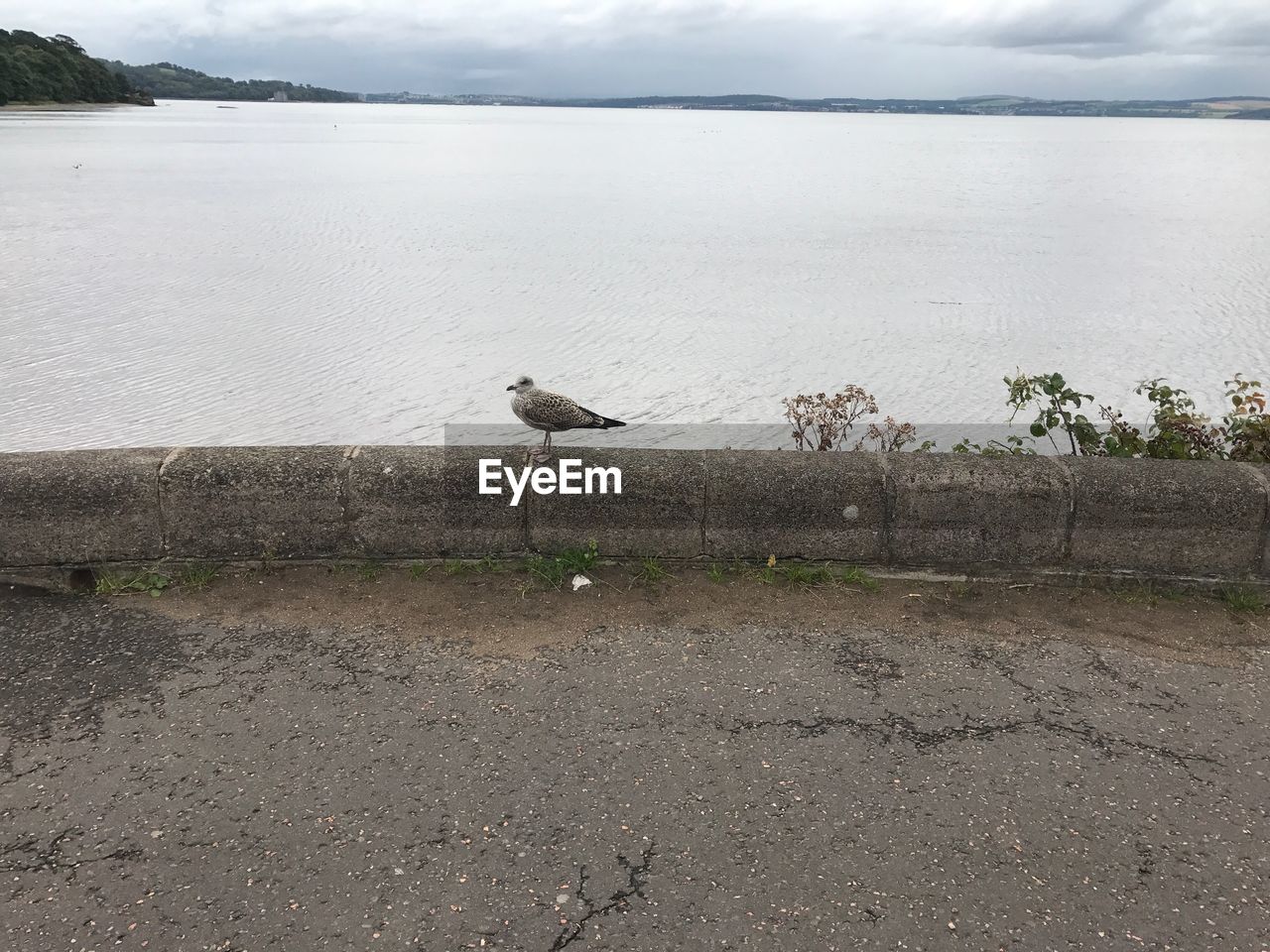 BIRD PERCHING ON SHORE AGAINST SEA