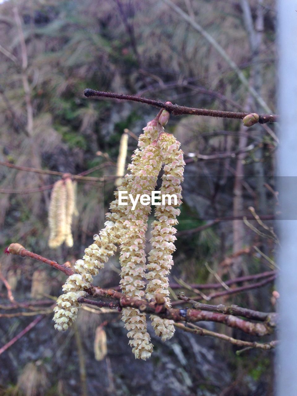 Close-up of pussy willow growing on tree