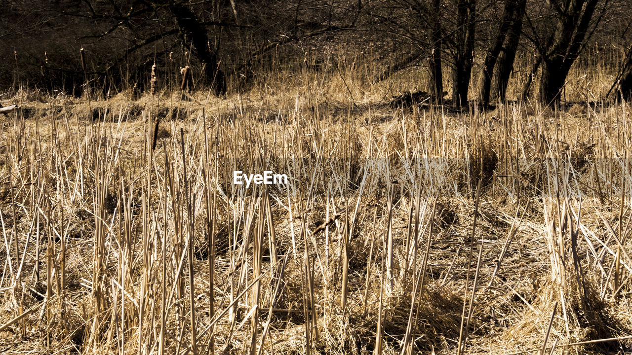 DRY GRASS IN FIELD