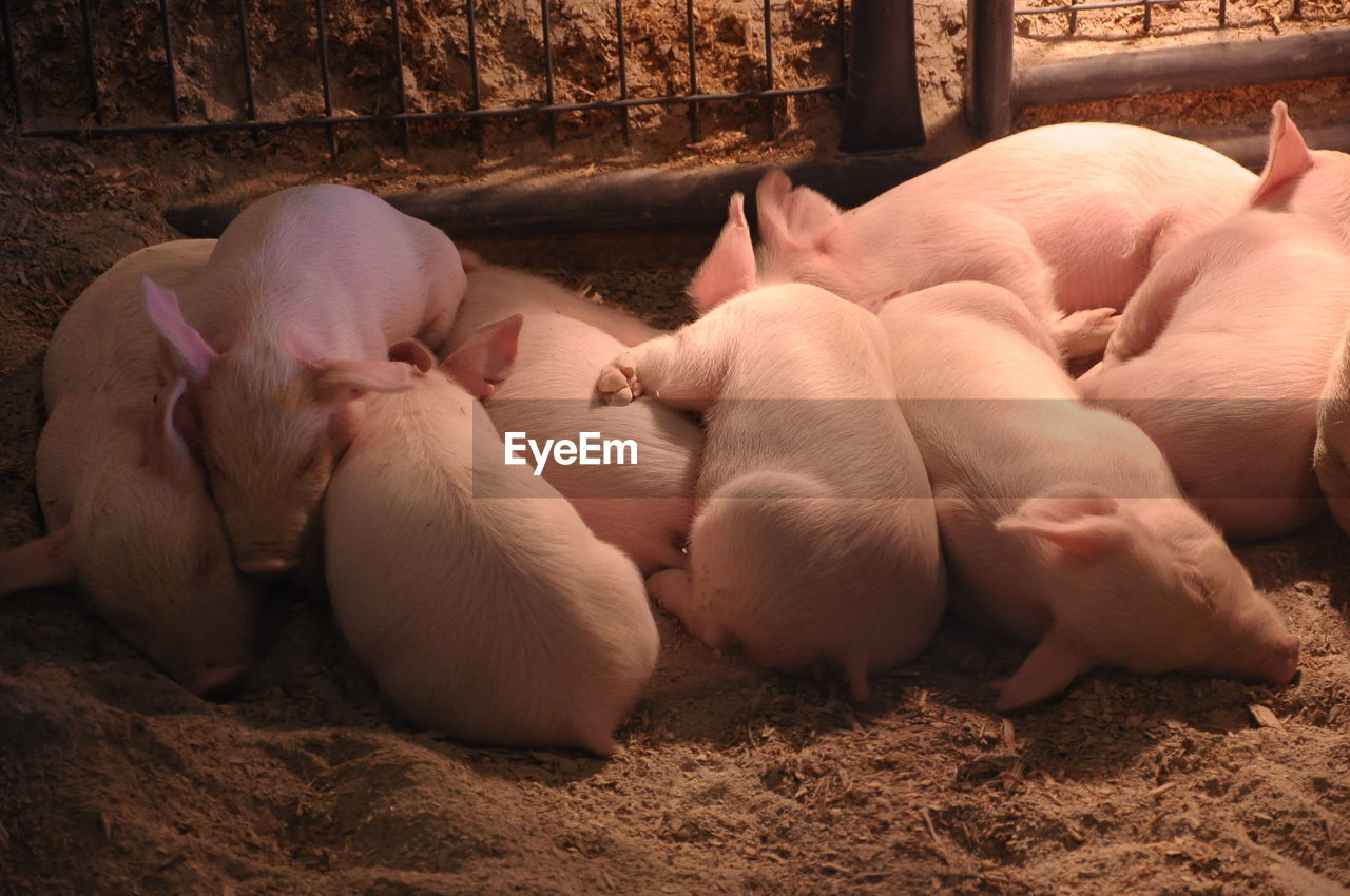 High angle view of pigs sleeping in farm