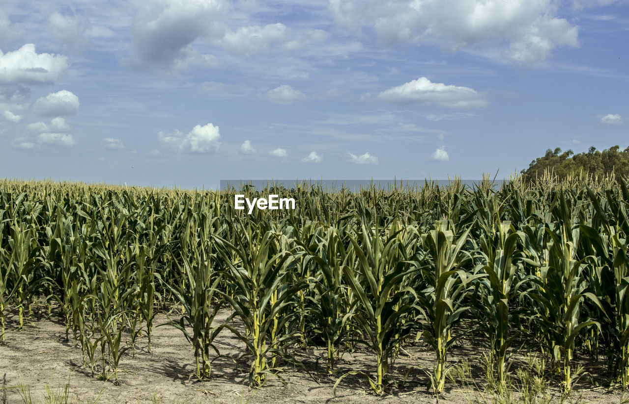 Crops growing on field against sky