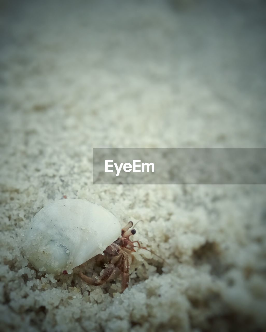 Hermit crab at sandy beach