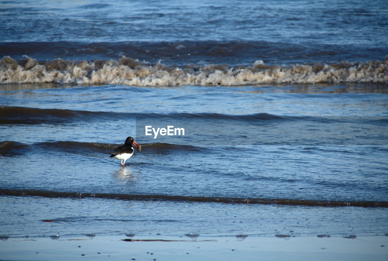 Bird on beach