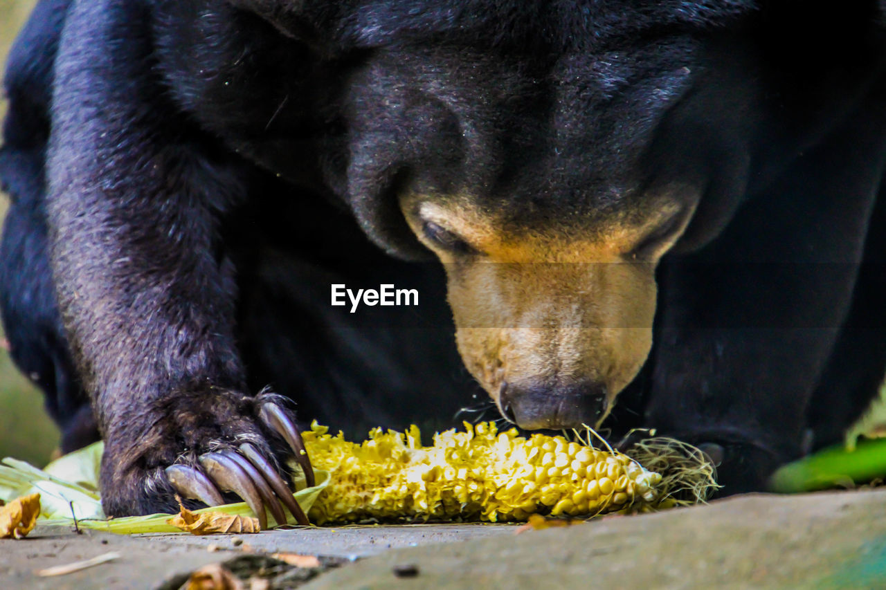 CLOSE-UP OF CAT EATING