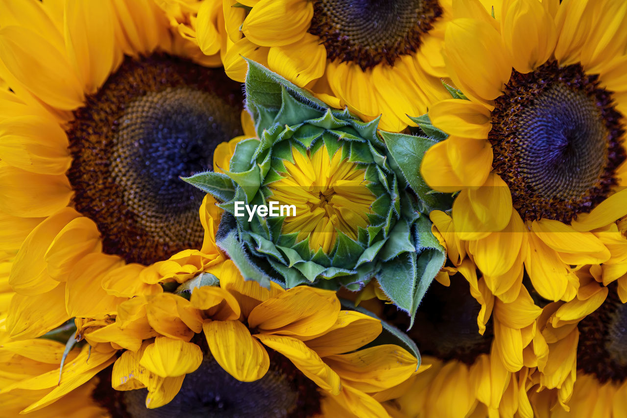 sunflower, flower, flowering plant, plant, yellow, freshness, beauty in nature, flower head, sunflower seed, fragility, nature, petal, close-up, inflorescence, growth, no people, full frame, backgrounds, pollen, macro photography, bouquet, multi colored, outdoors