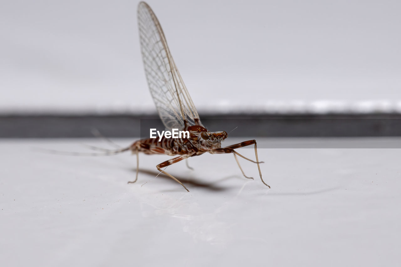 CLOSE-UP OF INSECT ON THE TABLE