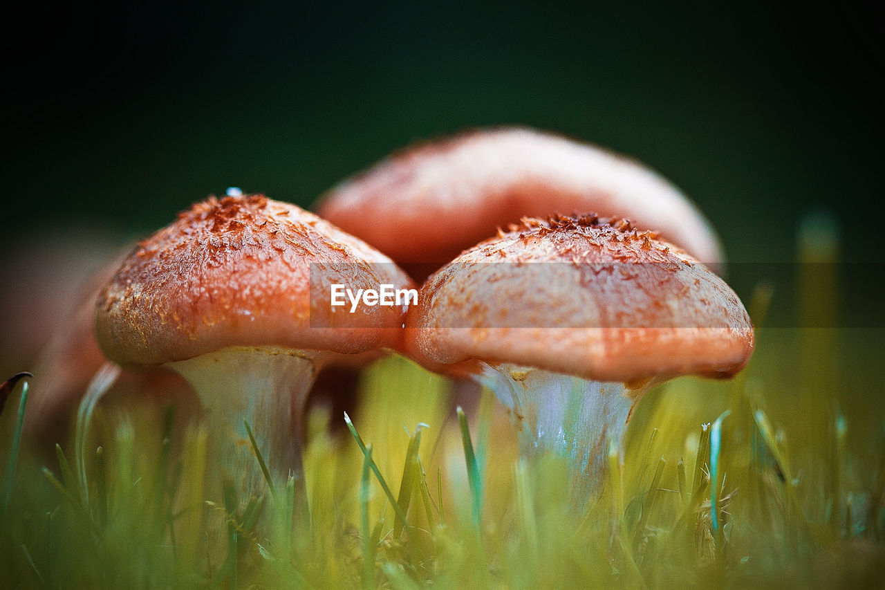 CLOSE-UP OF MUSHROOMS ON FIELD