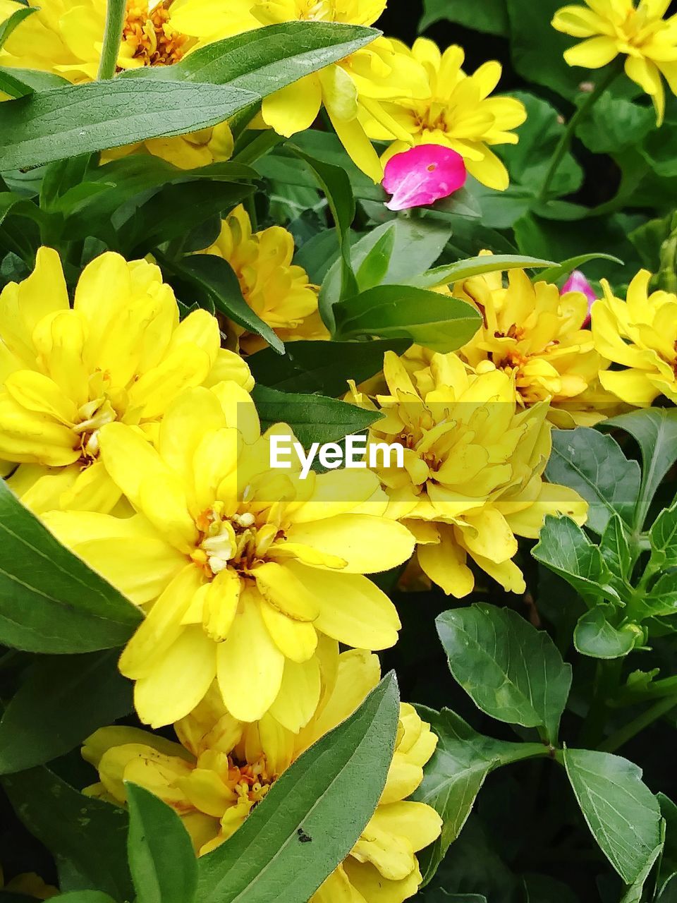 CLOSE-UP OF YELLOW FLOWERS BLOOMING IN PLANT