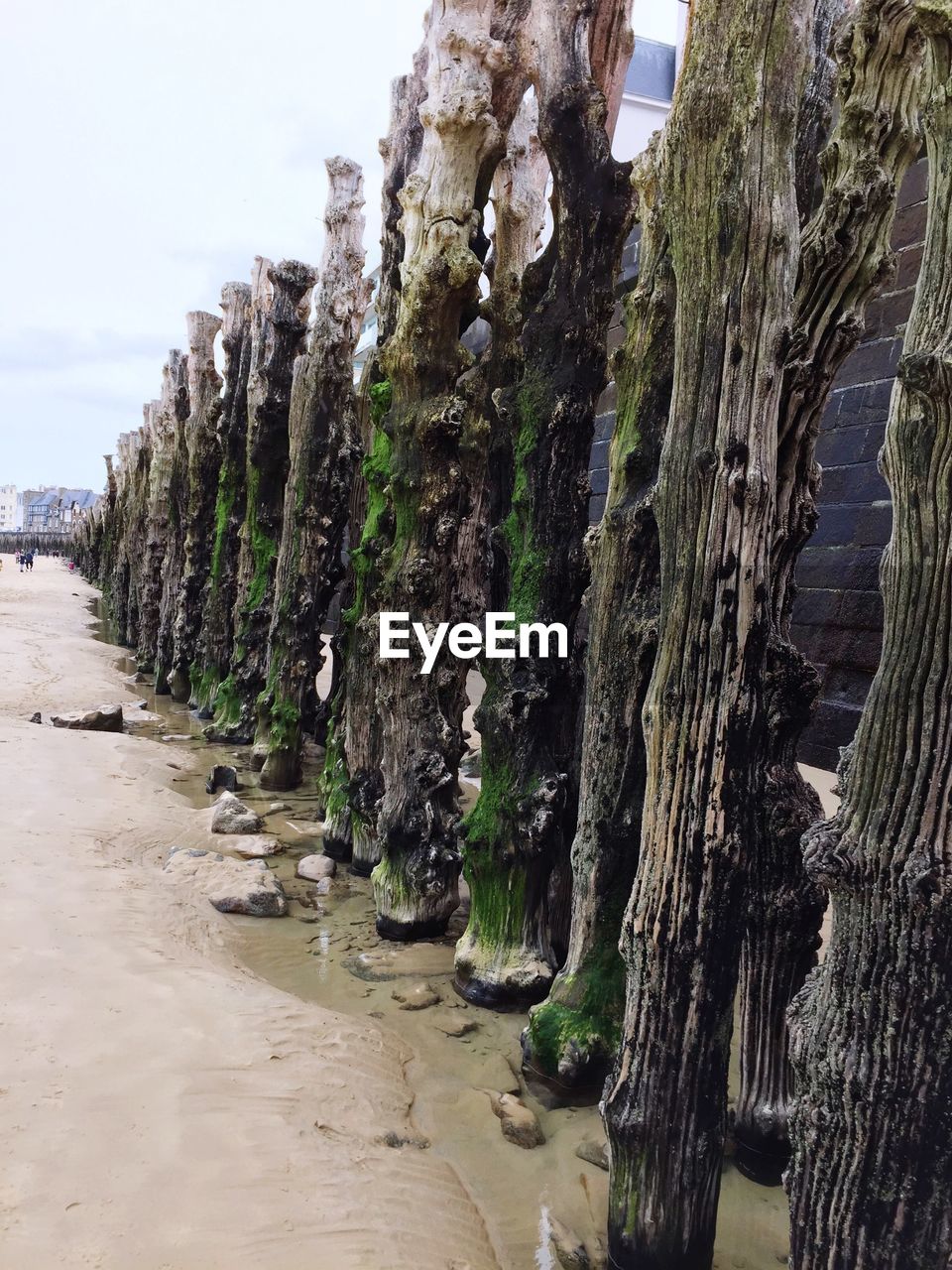 PANORAMIC VIEW OF TREES ON BEACH