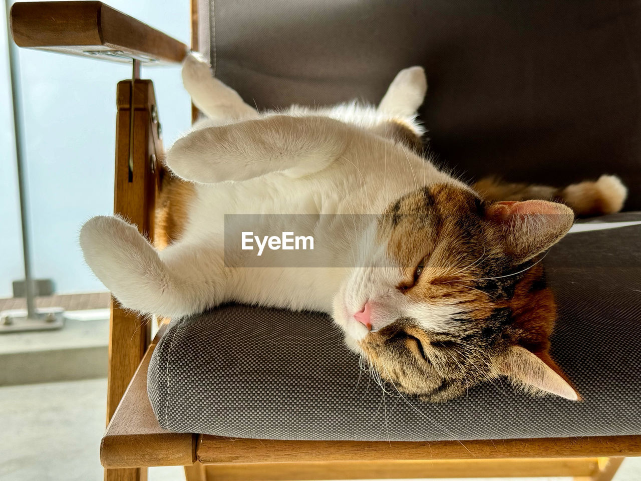 Close-up of cat sitting on table