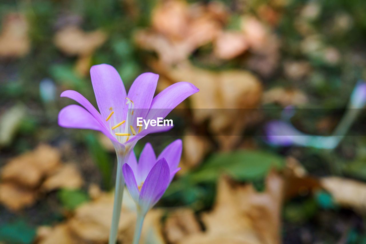 flowering plant, flower, plant, freshness, beauty in nature, close-up, petal, purple, nature, flower head, fragility, growth, inflorescence, focus on foreground, no people, outdoors, leaf, pink, macro photography, crocus, plant part, day, botany, wildflower, iris, springtime, magenta, blossom