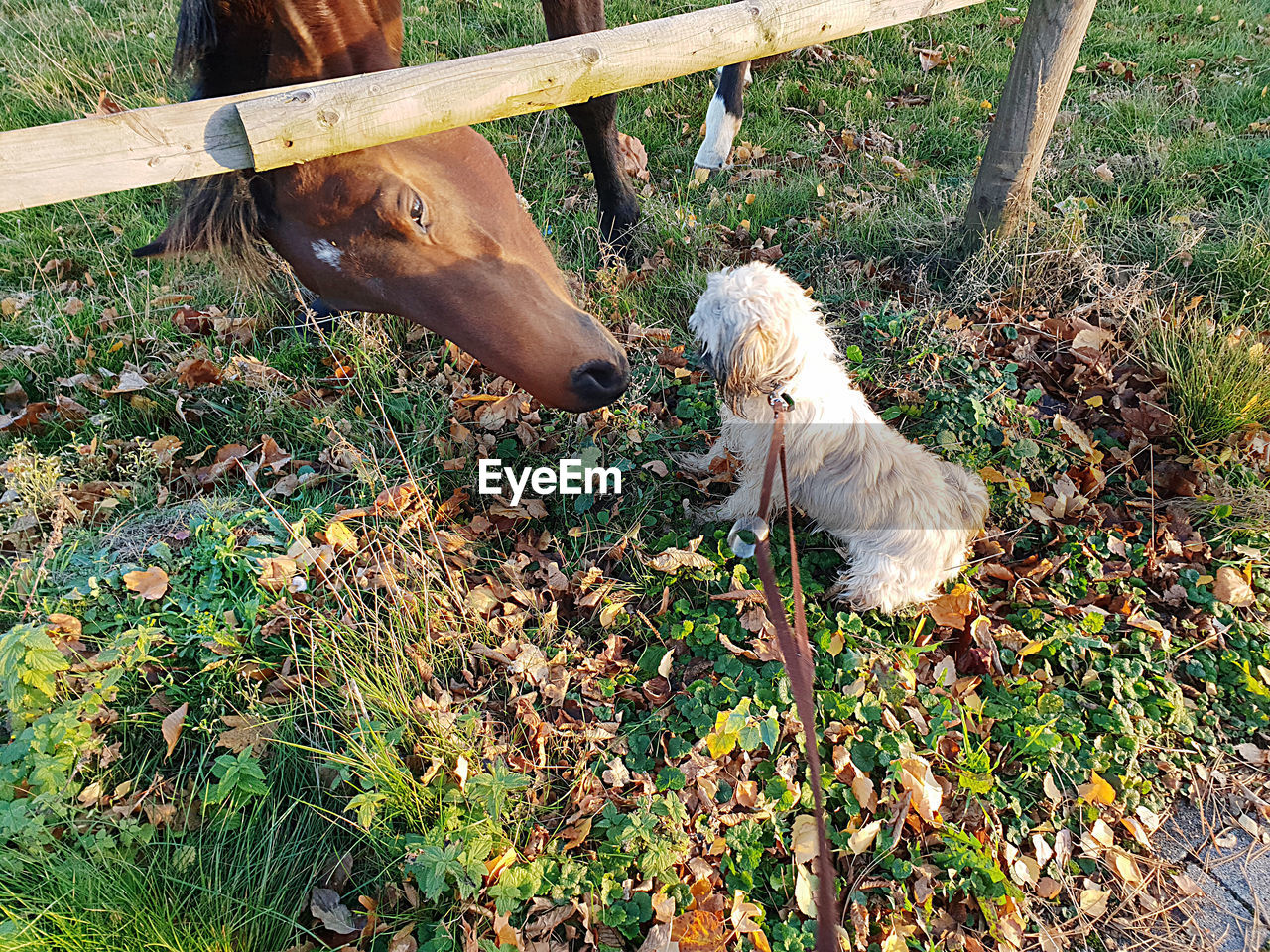 animal, animal themes, domestic animals, pet, mammal, dog, one animal, canine, plant, nature, day, no people, field, high angle view, grass, fence, land, carnivore, outdoors, livestock, wood