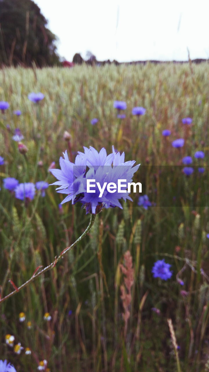 Close-up of crocus blooming on field