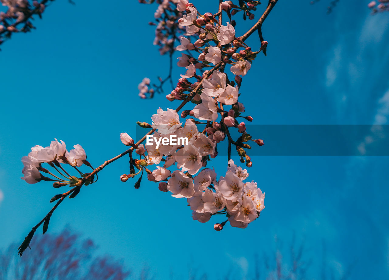 Low angle view of cherry blossoms against blue sky