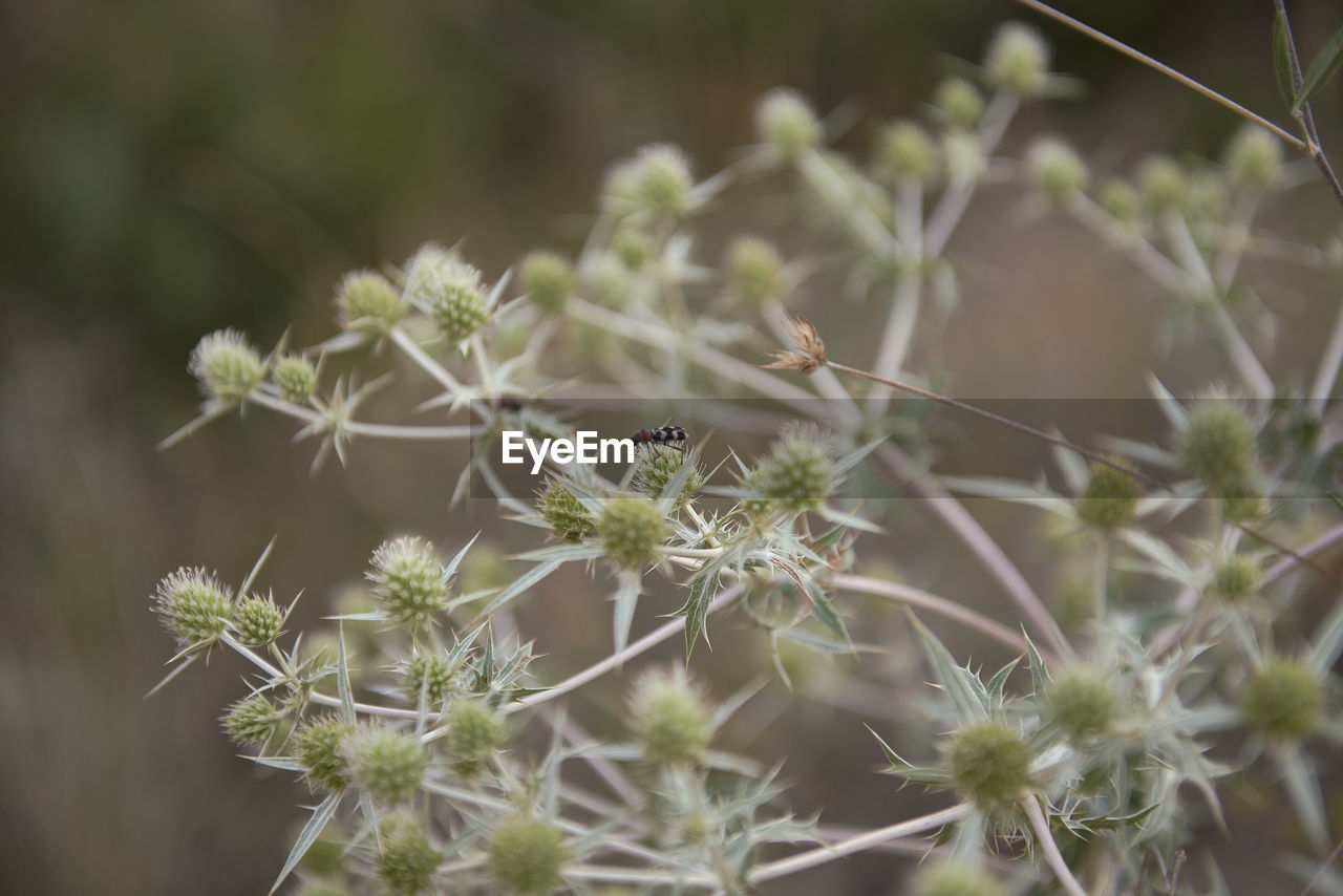 plant, nature, beauty in nature, flower, close-up, growth, no people, flowering plant, focus on foreground, freshness, macro photography, selective focus, outdoors, wildflower, day, fragility, subshrub, food, food and drink, environment, land, botany, grass, social issues