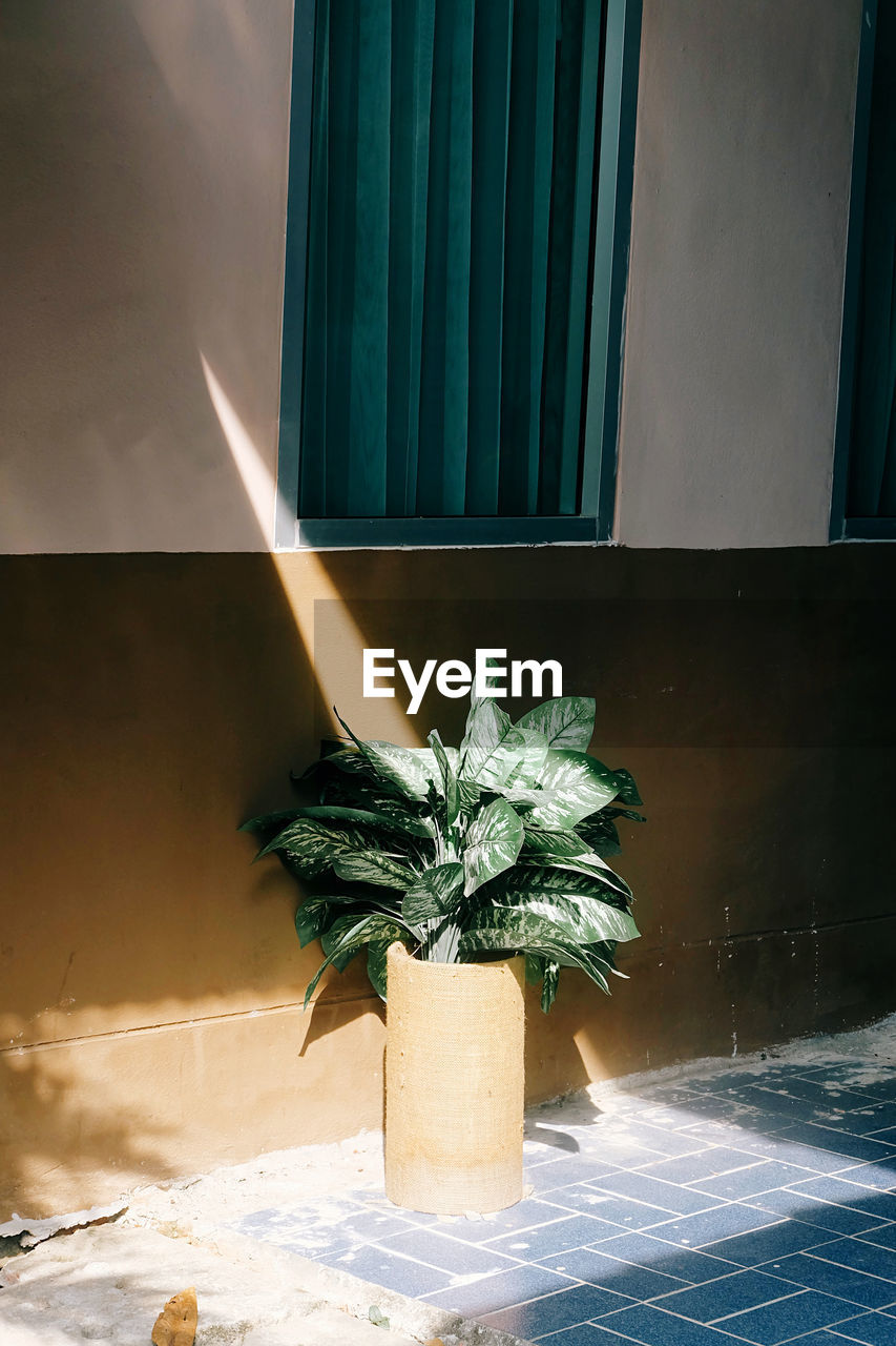 Potted plant on tiled floor