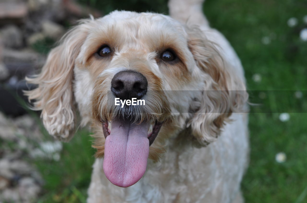 Close-up portrait of a dog