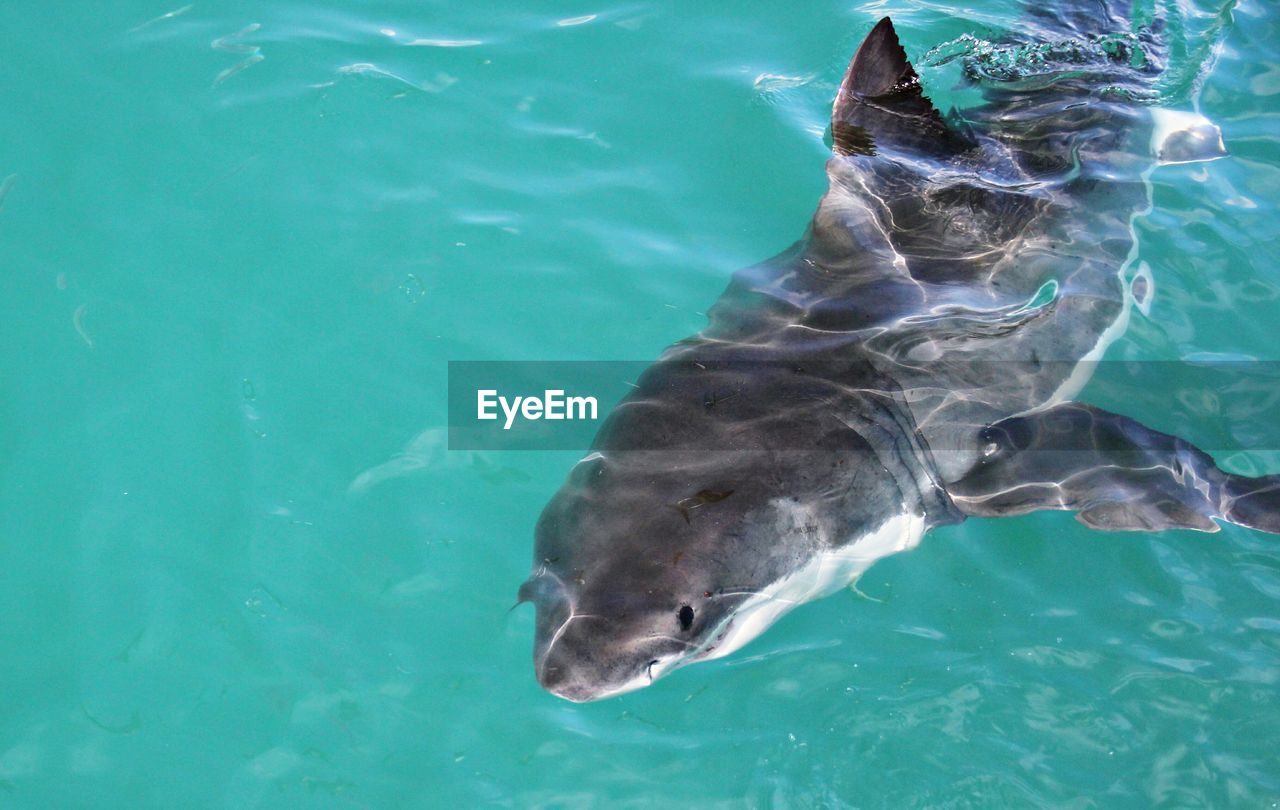 High angle view of shark in water