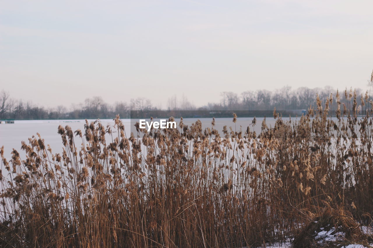 PLANTS IN LAKE AGAINST SKY DURING WINTER